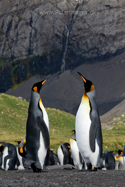 King penguin courtship, Gold Harbour_MG_3473