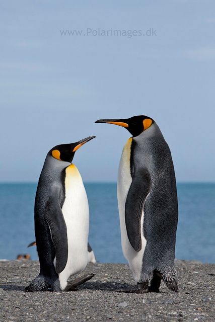 King penguin courtship, Gold Harbour_MG_9916