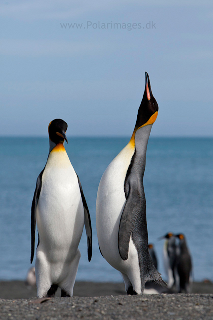 King penguin courtship, Gold Harbour_MG_9921