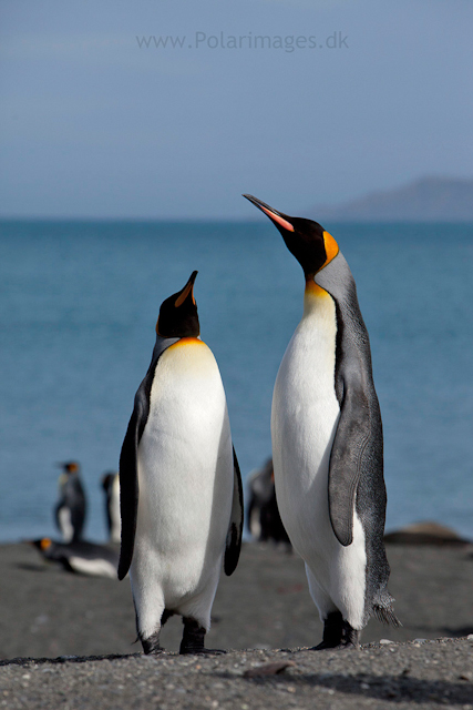 King penguin courtship, Gold Harbour_MG_9926