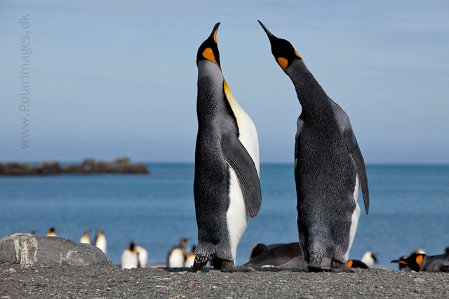 King penguin courtship, Gold Harbour_MG_9938