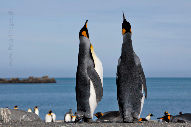 King penguin courtship, Gold Harbour_MG_9942