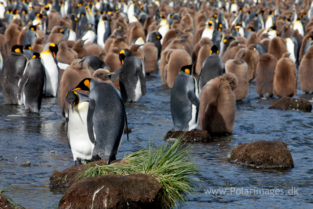 King penguin courtship, Gold Harbour_MG_9978