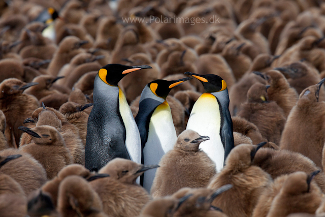 King penguin courtship, Gold Harbour_MG_9998