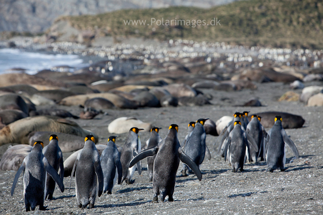 King penguins, 13  Nov 2010, Gold Harbour_MG_8819