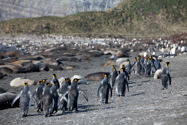 King penguins, 13  Nov 2010, Gold Harbour_MG_8825