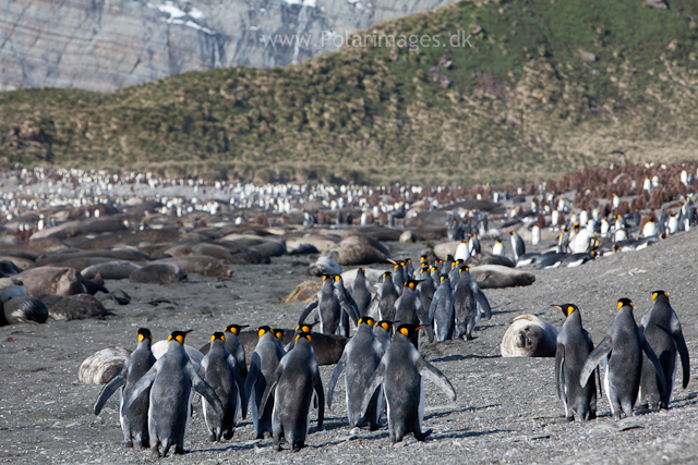 King penguins, 13  Nov 2010, Gold Harbour_MG_8830