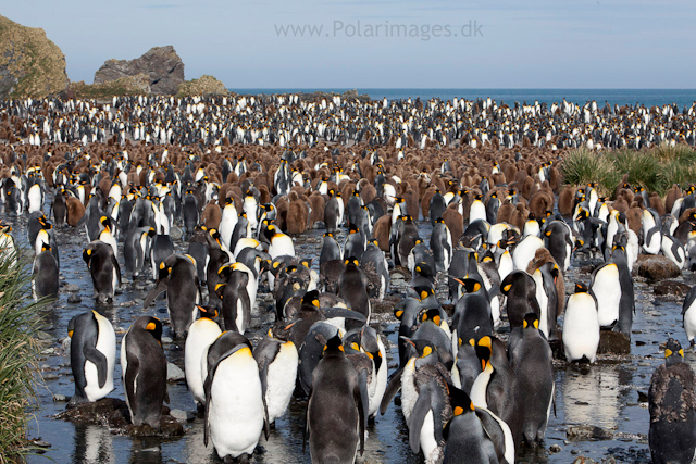 King penguins, Gold Harbour_MG_9973