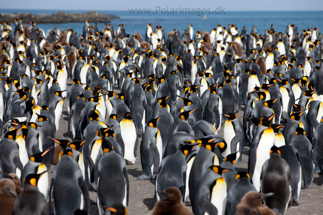 King penguins, Gold Harbour_MG_9980