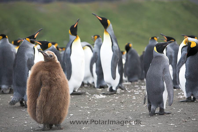 King penguins, Gold Harbour, SG_MG_2401
