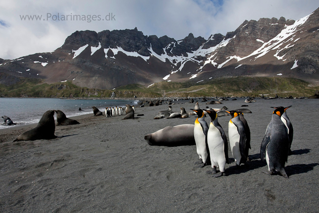 King penguins, Right Whale Bay_MG_9540