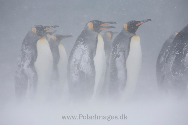 King penguins, Salisbury Plain_MG_0424