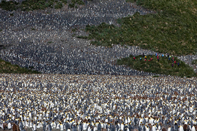 King penguins, Salisbury Plain_MG_2816