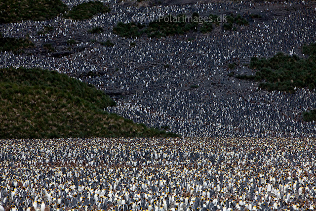 King penguins, Salisbury Plain_MG_2821