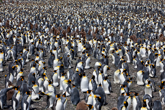 King penguins, Salisbury Plain_MG_2850