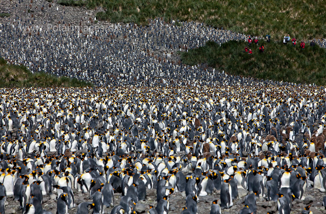 King penguins, Salisbury Plain_MG_2856