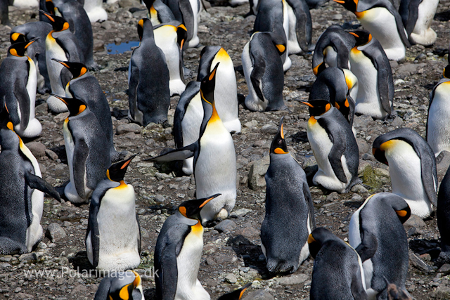King penguins, Salisbury Plain_MG_2862
