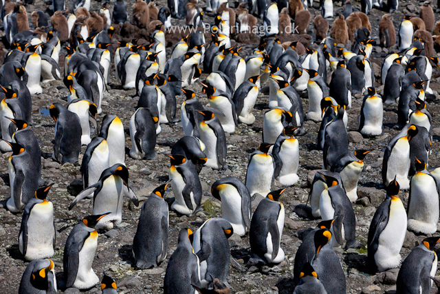 King penguins, Salisbury Plain_MG_2863