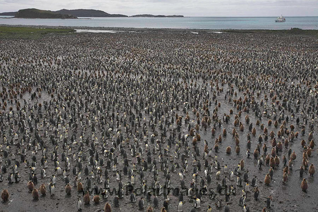 King penguins, Salisbury Plain_MG_7426