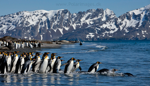 King penguins, Salisbury Plain_MG_8461