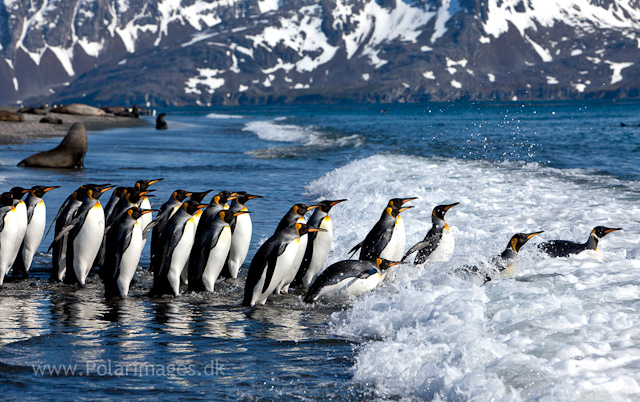 King penguins, Salisbury Plain_MG_8474
