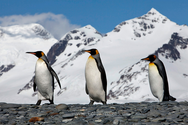 King penguins, Salisbury Plain_MG_8489