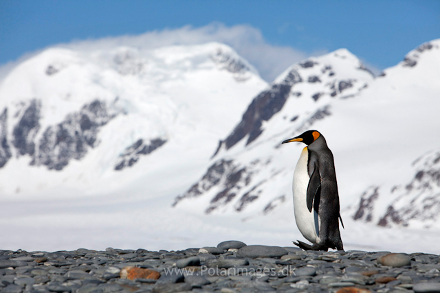 King penguins, Salisbury Plain_MG_8506