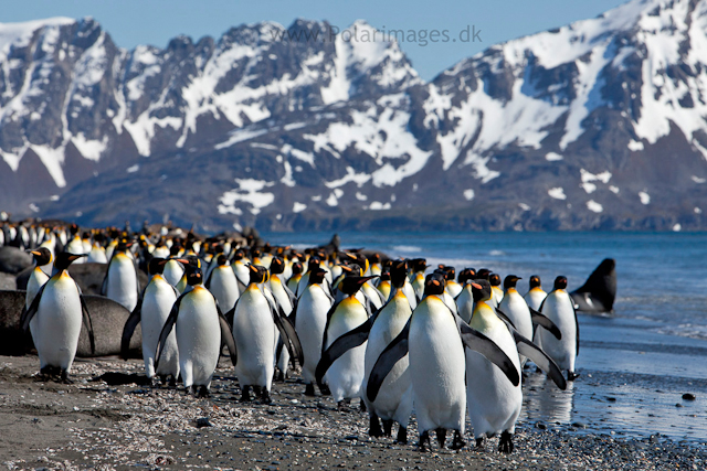 King penguins, Salisbury Plain_MG_8519