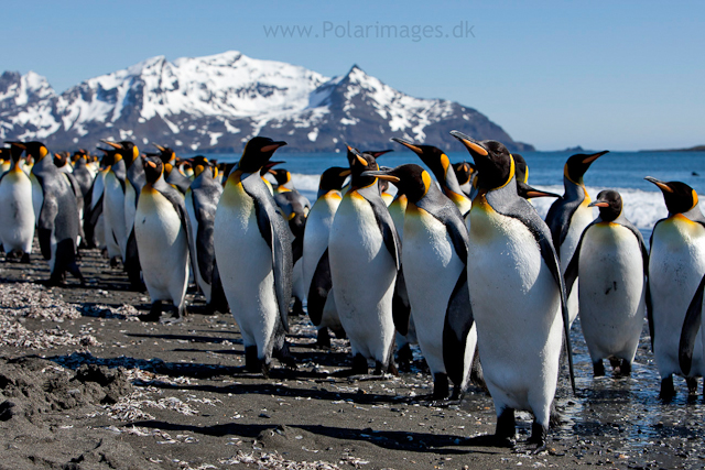 King penguins, Salisbury Plain_MG_8540