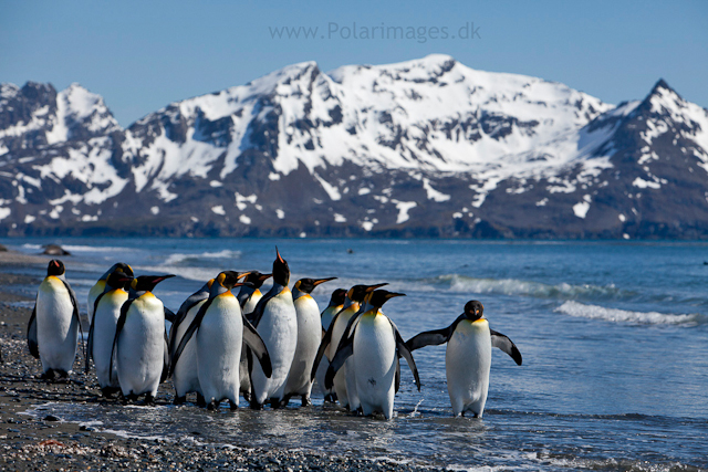 King penguins, Salisbury Plain_MG_8548
