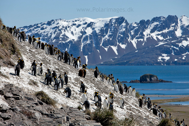King penguins, Salisbury Plain_MG_8620
