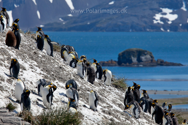 King penguins, Salisbury Plain_MG_8624