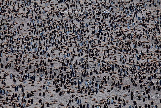 King penguins, Salisbury Plain_MG_8647