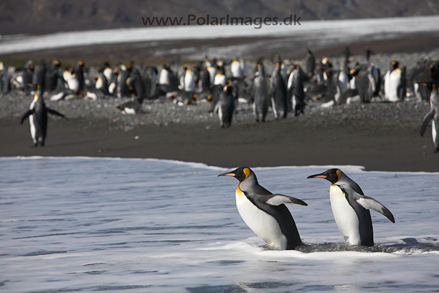 King penguins,Salisbury Plain, SG _MG_3167
