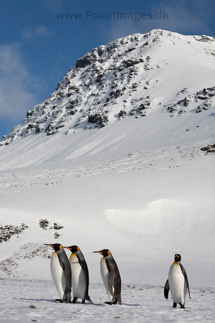 King penguins, St Andrews Bay_MG_0612