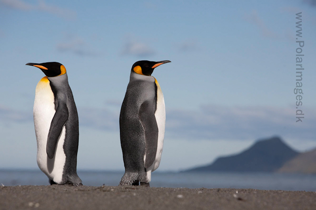 King penguins, St Andrews Bay_MG_4263