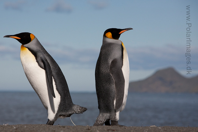 King penguins, St Andrews Bay_MG_4267