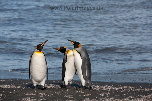 King penguins, St Andrews Bay_MG_4300