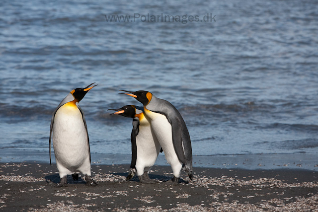 King penguins, St Andrews Bay_MG_4301