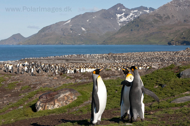 King penguins, St Andrews Bay_MG_4311