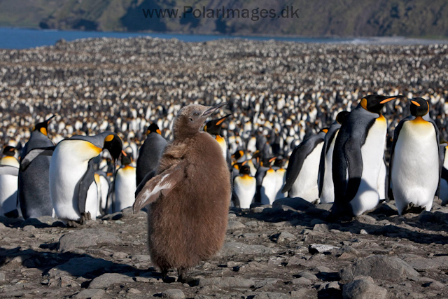 King penguins, St Andrews Bay_MG_4316