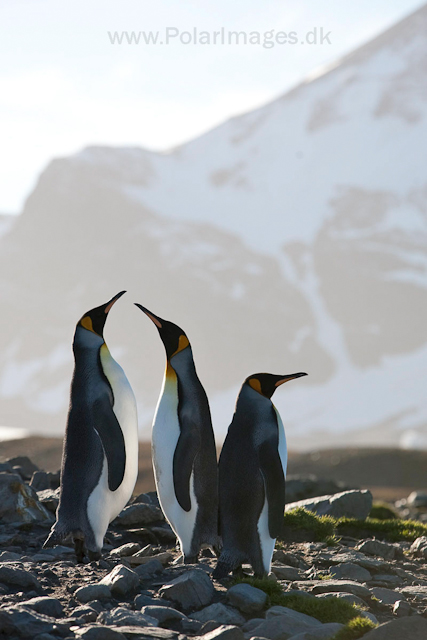 King penguins, St Andrews Bay_MG_4324