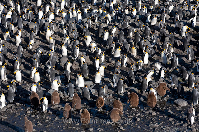 King penguins, St Andrews Bay_MG_4326