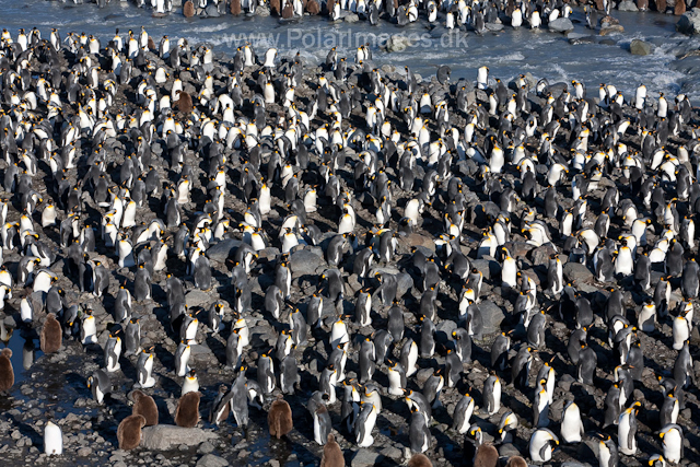 King penguins, St Andrews Bay_MG_4327