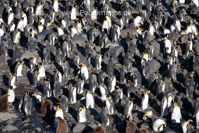 King penguins, St Andrews Bay_MG_4328