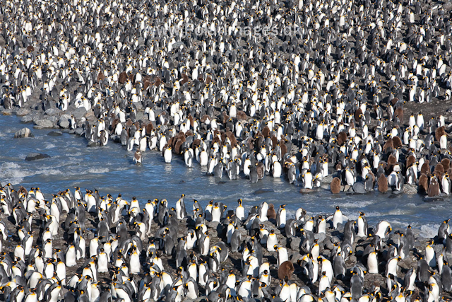 King penguins, St Andrews Bay_MG_4330