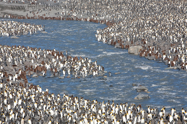 King penguins, St Andrews Bay_MG_4332