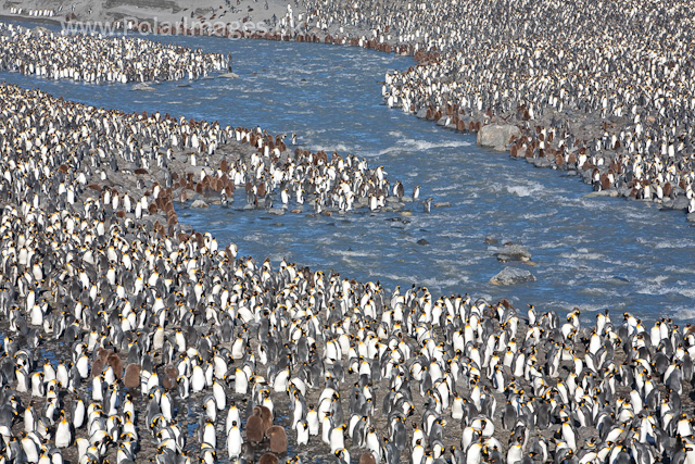 King penguins, St Andrews Bay_MG_4333