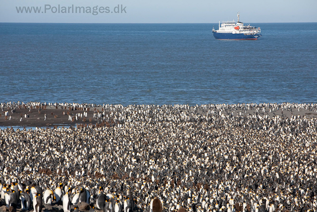 King penguins, St Andrews Bay_MG_4335