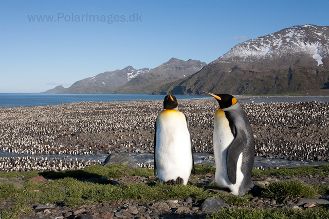 King penguins, St Andrews Bay_MG_4337